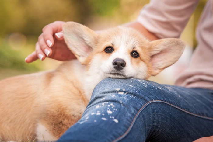 飼い主の膝にあご乗せする犬