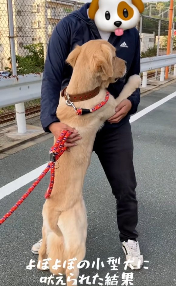 パパに助けを求めるわんこ