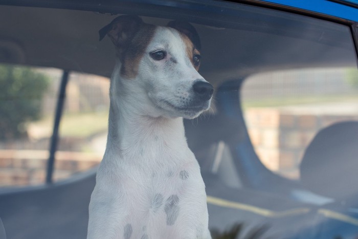 窓の外を見る犬