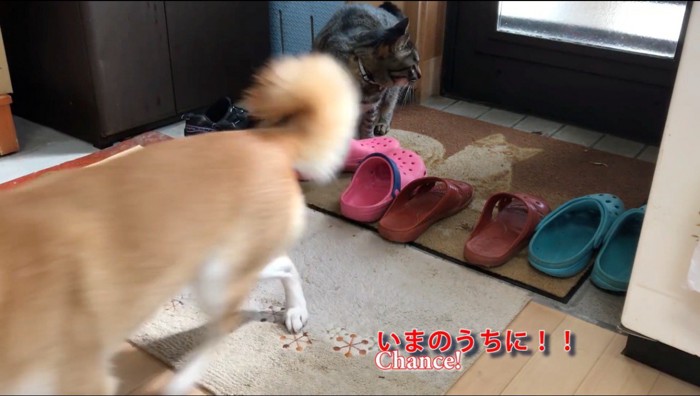 立ち上がって部屋の中へ向かう犬