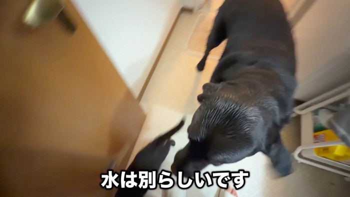 水を飛ばすと即退散