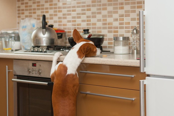 キッチンを漁る犬