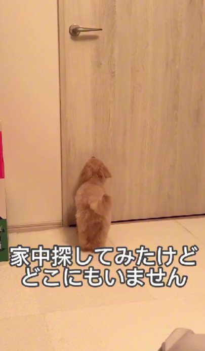必死に探すとろろちゃん