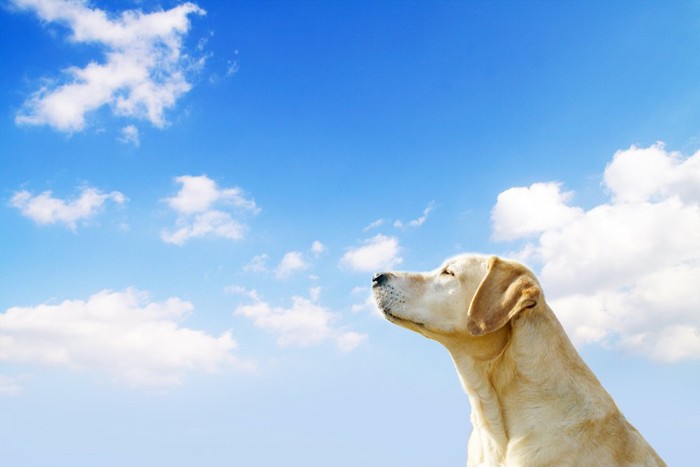 青空を見上げる犬