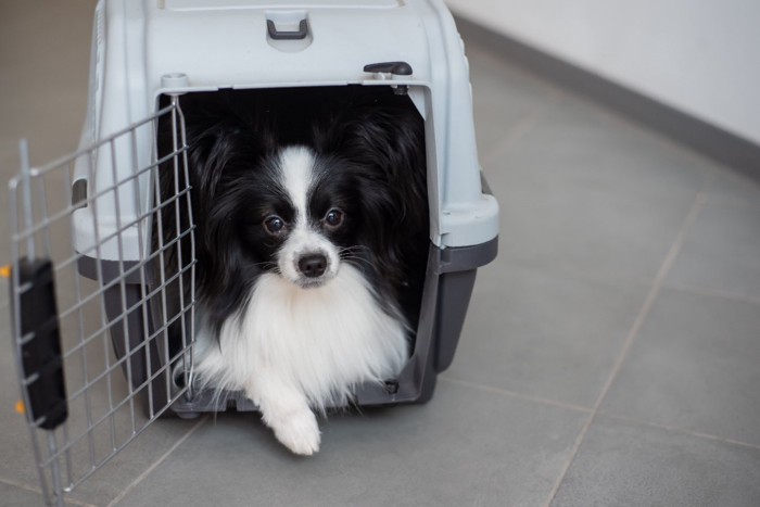 クレートの中でくつろぐ犬