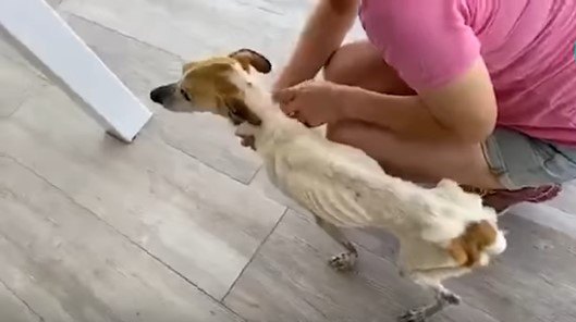 やせ細った犬