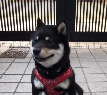 まんまる顔の黒柴さん♡