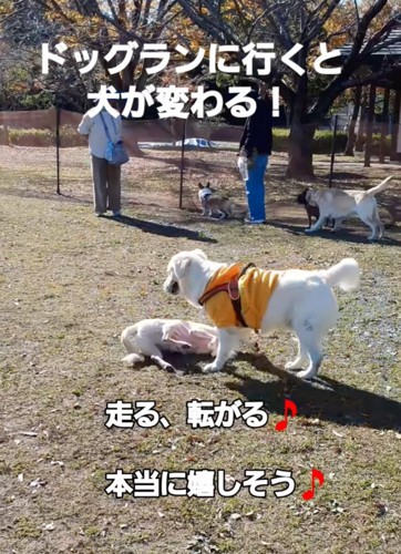 寝転がる犬