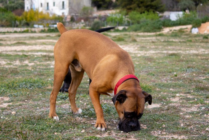 地面のニオイを嗅ぐ犬