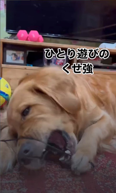 ヘアゴムで遊ぶつくしちゃん3