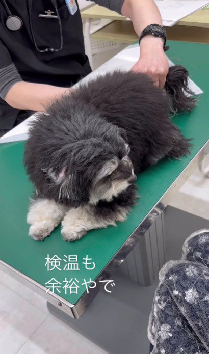 「こんなのへっちゃらだよ」