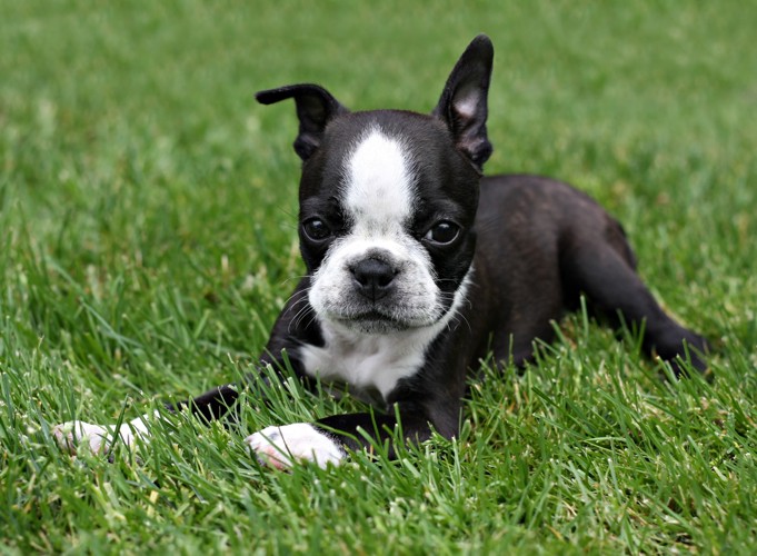 芝生の上に伏せているボストン・テリアの子犬