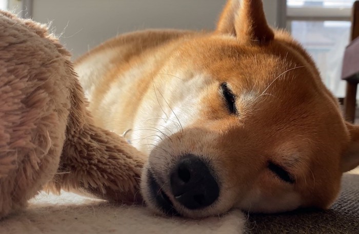 眠る柴犬