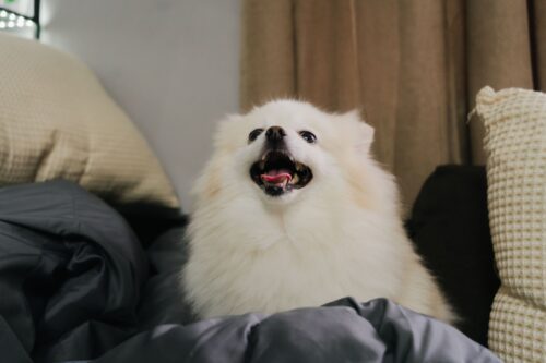 家でくつろぐポメラニアン