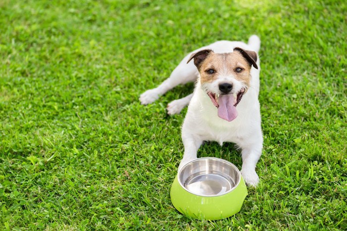 空のお皿の目で伏せて待っている犬