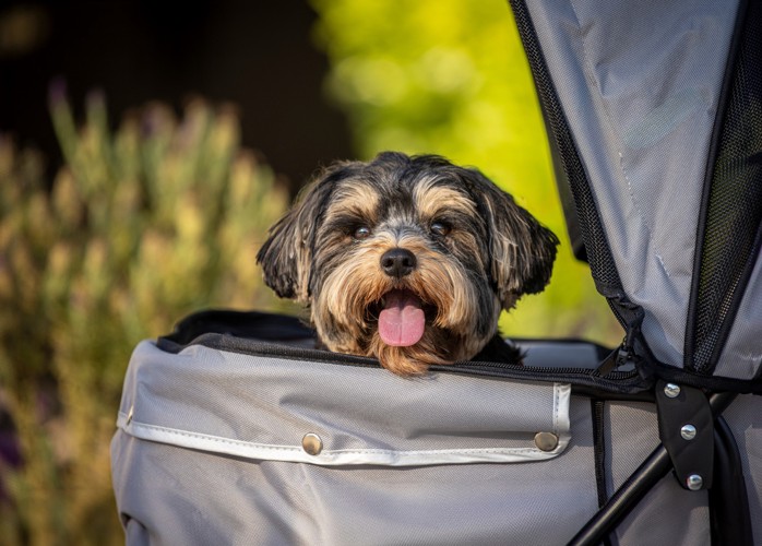 犬用カートに乗って顔だけ出しているヨープー