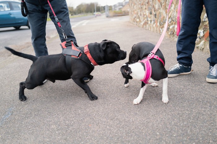 黒い犬が白黒の犬のおしりを嗅ぐ