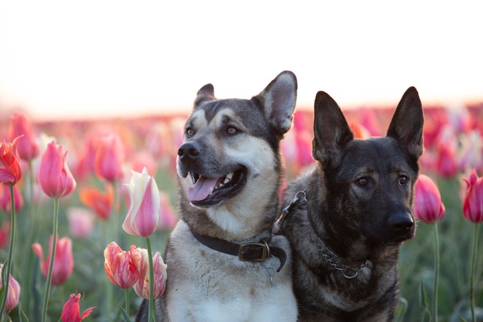 チューリップ畑の前にいる2頭の昆明犬のアップ