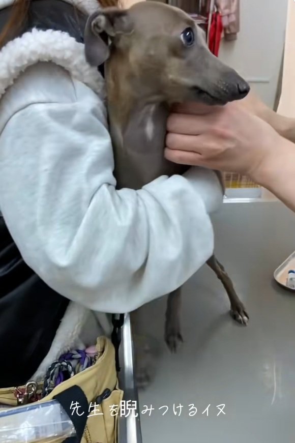 先生をにらむティナちゃん1