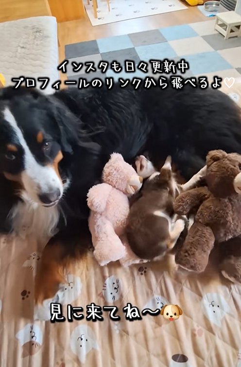 大型犬と小型犬