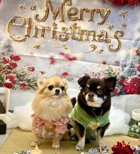 めるちゃんとぺろちゃん