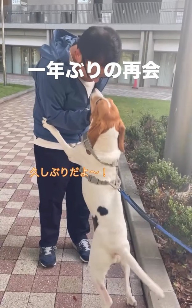立ち上がる犬