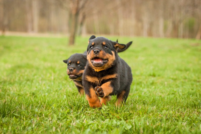 草原で走っているロットワイラーの子犬