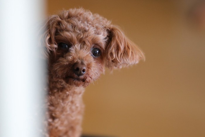 顔をのぞかせている犬