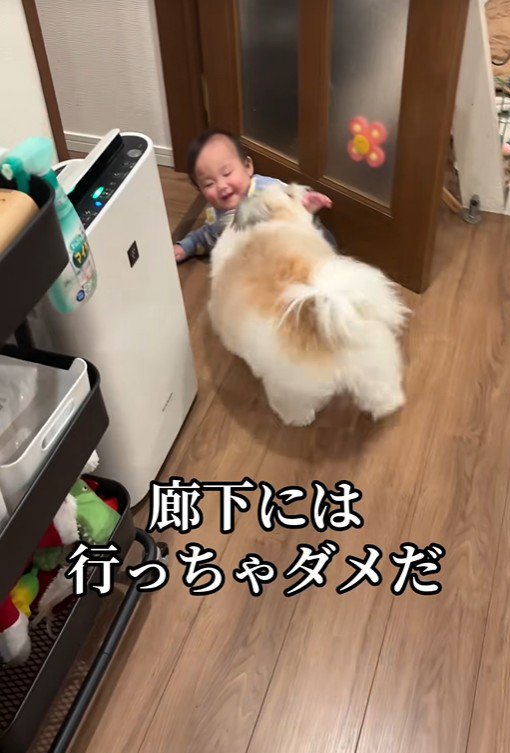 赤ちゃんを守る小太郎くん5