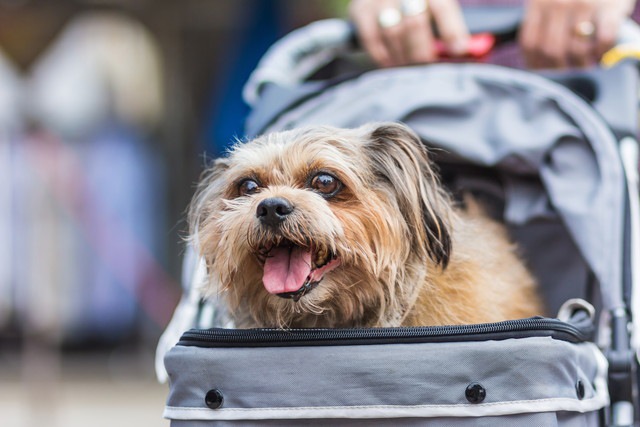 カートで散歩する小型犬