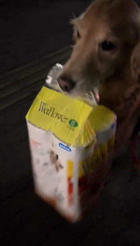 荷物を口に咥えて家に向かう犬