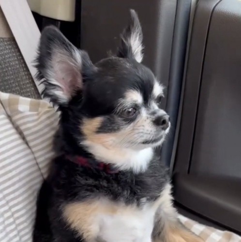 窓の外へ顔を向ける犬