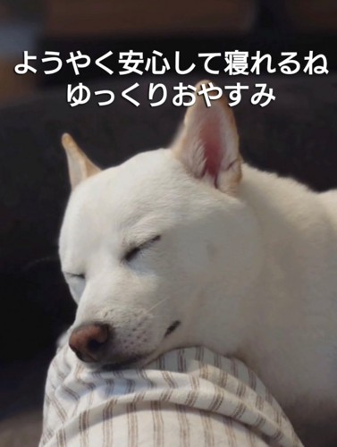 すやすや眠る犬