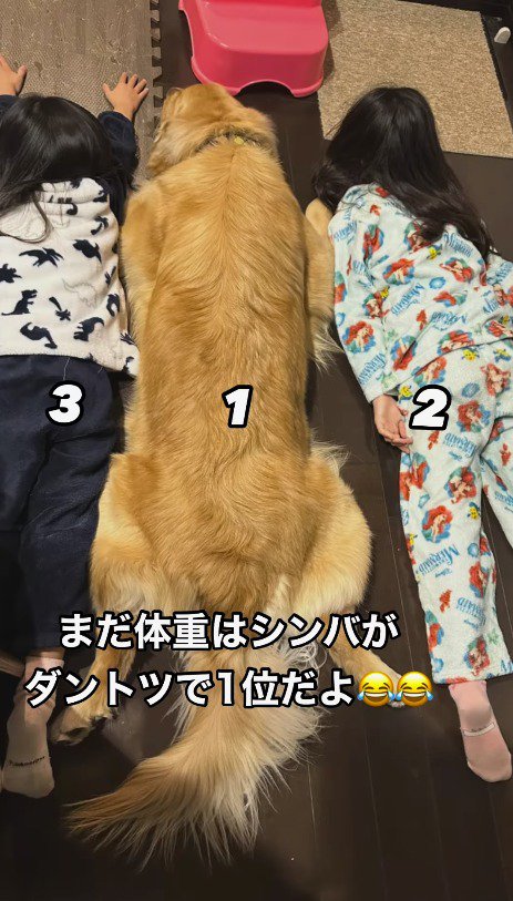 うつ伏せになって横に並ぶ犬と女の子たち