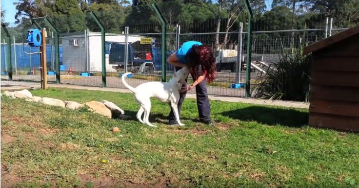 女性にじゃれる犬