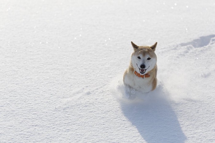 雪の中を走る柴犬