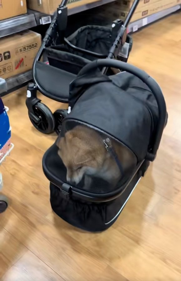 うつむくりんちゃん