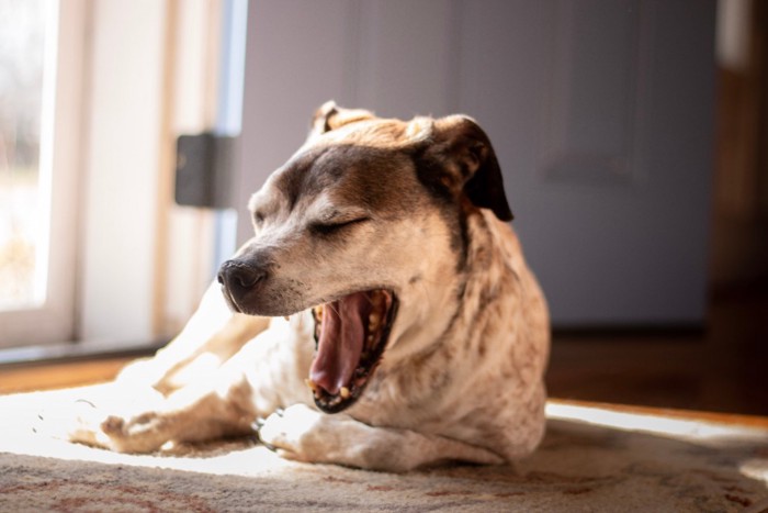 眠そうにあくびする犬