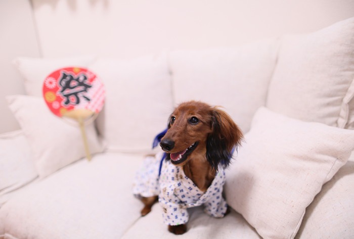 ソファーに座っている浴衣を着た犬