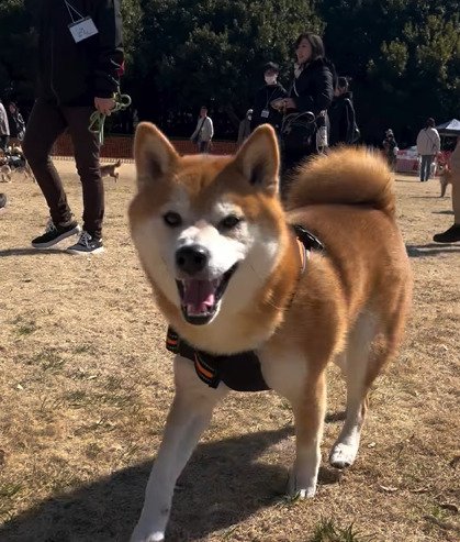 歩く犬