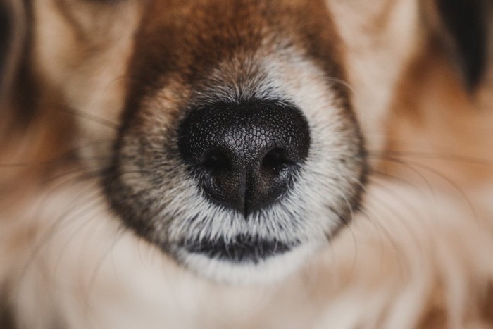 犬の鼻のアップ