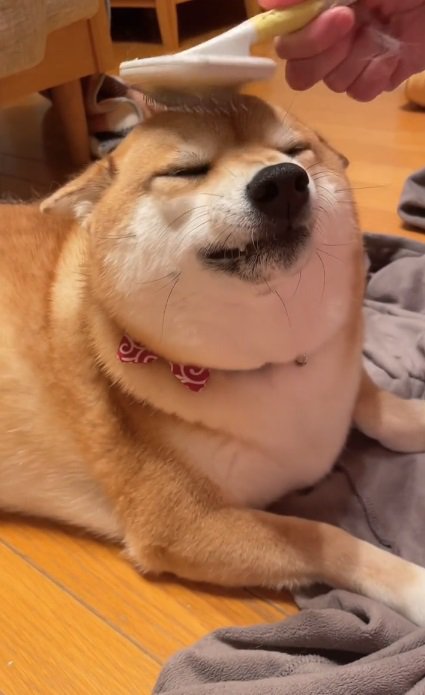 頭を撫でられるまろんちゃん