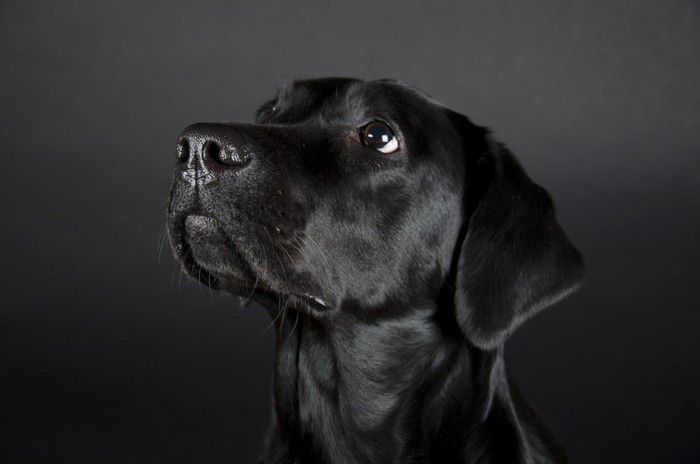 暗闇の犬