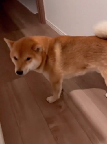 2階で待つ柴犬