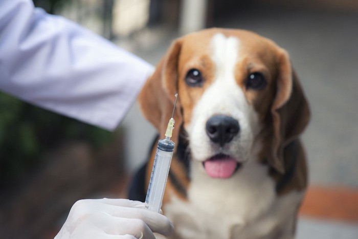 獣医師の持つ注射器を見つめる犬