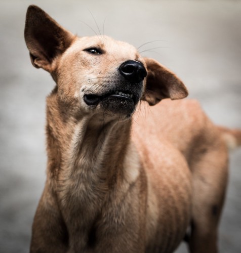 目を細める犬