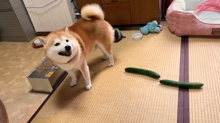 「とりあえずご飯食べるか」