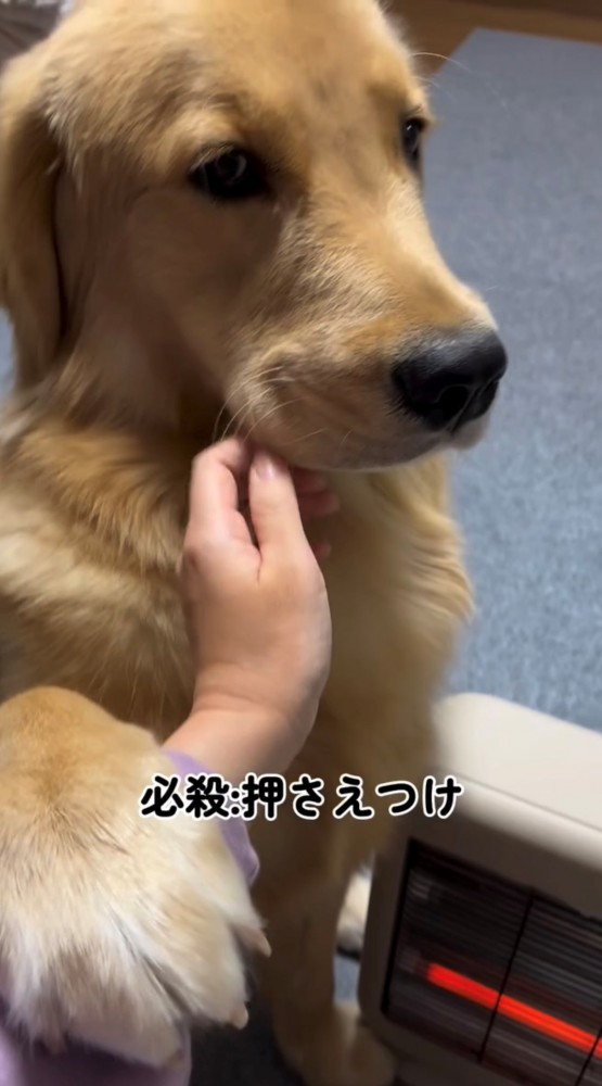 撫でている飼い主の腕を押さえる犬