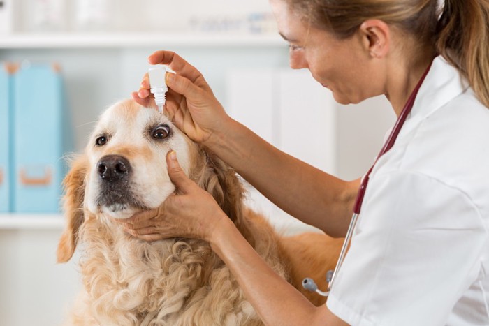 目薬をされる犬