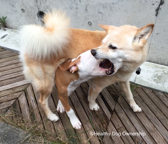 じゃれ合っている犬たち